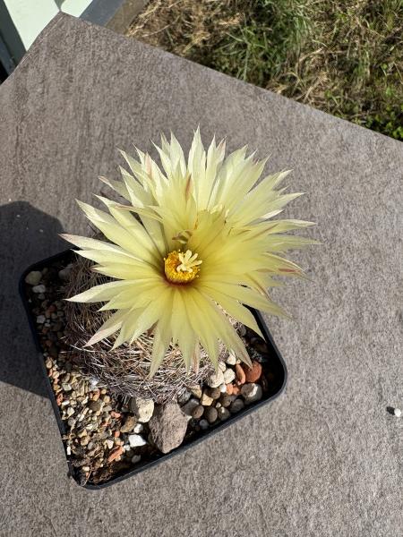 Coryphantha echinus